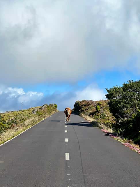 Pico Island: Lagoons and Mysterious Lava Tunnels Guided Tour - Included gear and comfort tips that actually matter