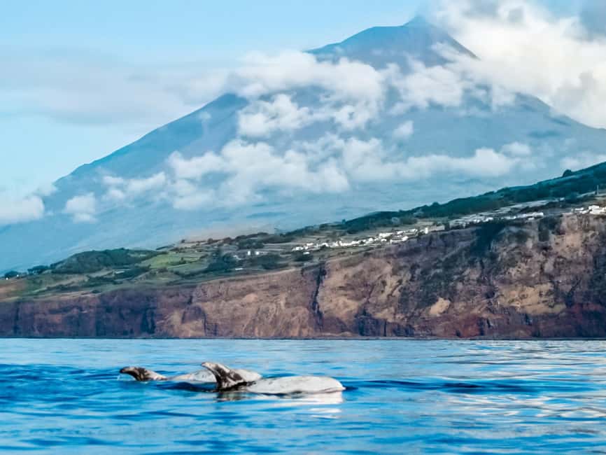 Pico Island: Whale Watching Experience from Lajes do Pico - Key things I think you’ll care about