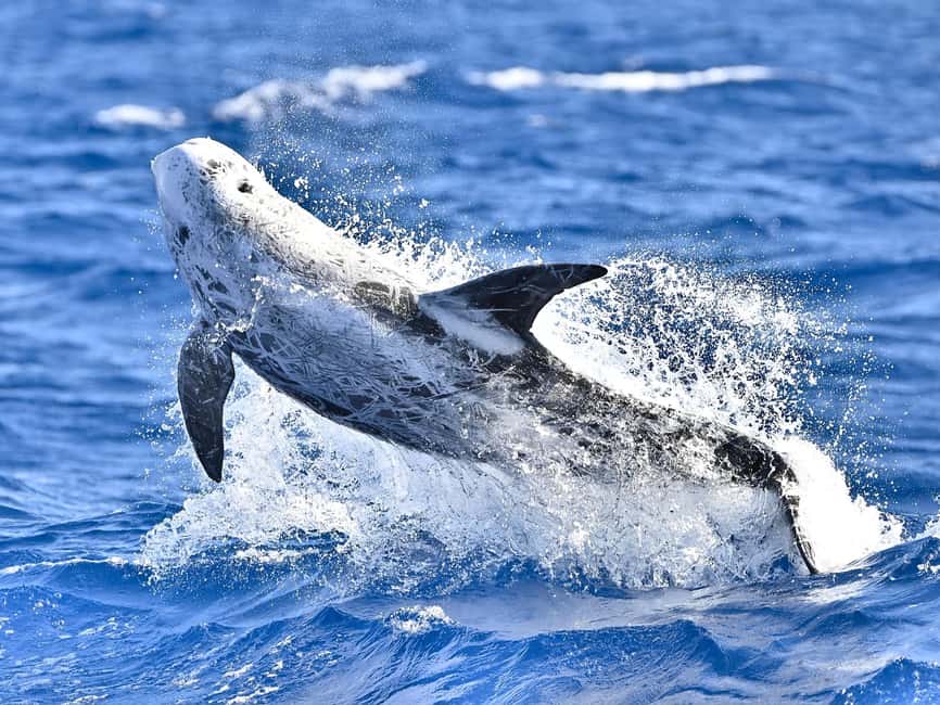 Pico Island: Whale Watching Experience from Lajes do Pico - FAQ