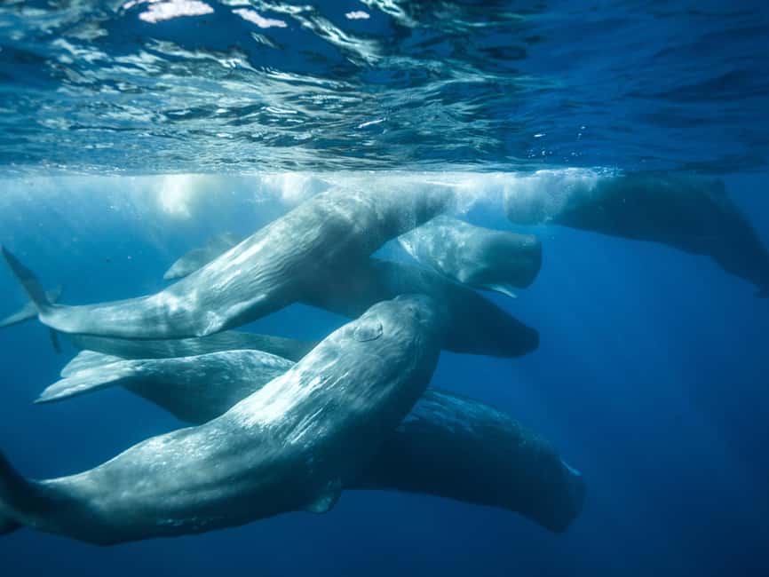 Pico Island: Whale Watching Experience from Lajes do Pico - From Lajes do Pico Harbor to a Zodiac Hunt for Cetaceans