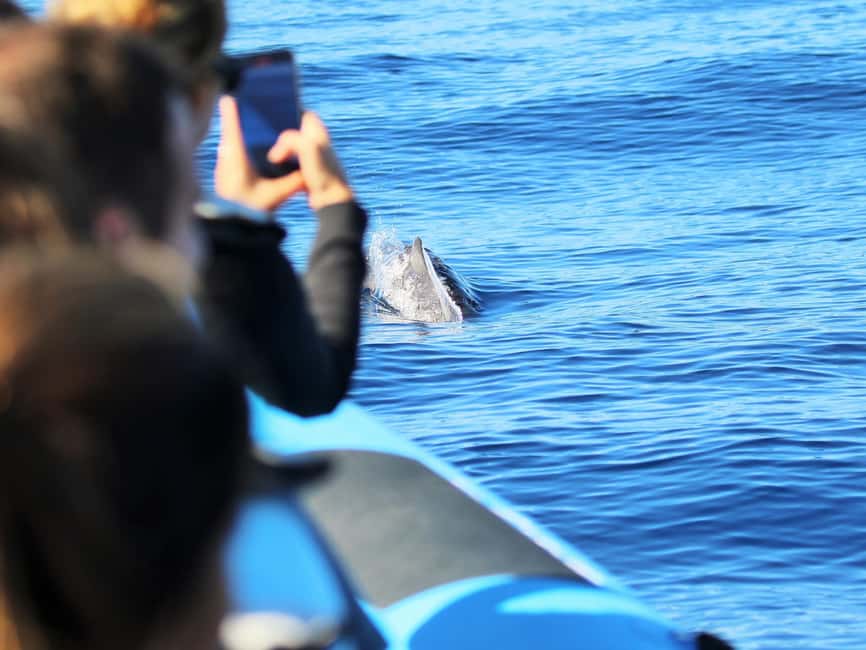 Pico Island: Whale Watching Experience from Lajes do Pico - 2.75 Hours at Sea, What the Cruise Feels Like When Whales Appear