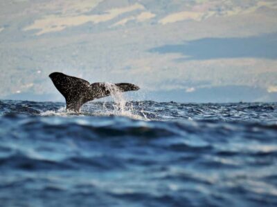 Whale Watching Experience from Lajes do Pico