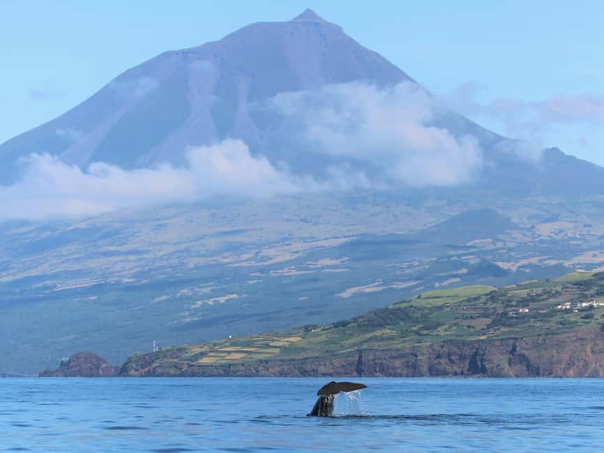 Pico Island: Whale Watching Experience from Lajes do Pico - The Choppy-Weather Reality: Gear, Seat Choice, and Comfort Tips