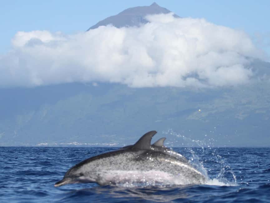 Pico Island: Whale Watching Experience from Lajes do Pico - Price and Value: What $82 Buys You (and What It Does Not)