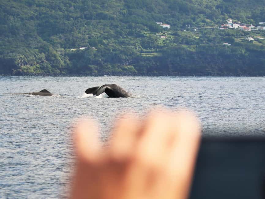 Pico Island: Whale Watching Experience from Lajes do Pico - Who Should Book This Tour, and Who Should Skip It