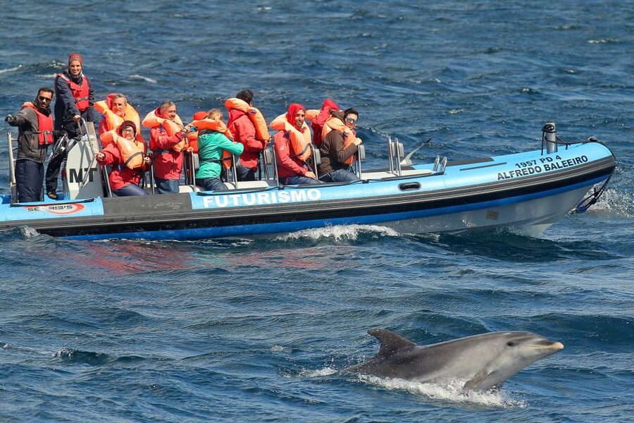 Pico Island: Whale Watching Experience from Lajes do Pico - Final Call: Should You Book Futurismo Whale Watching from Lajes do Pico?