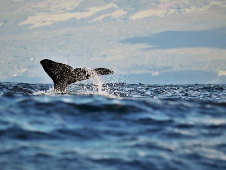 Pico Island: Whale Watching Experience from Lajes do Pico - Safety Briefing and Marine Biologist Talk Before You Go
