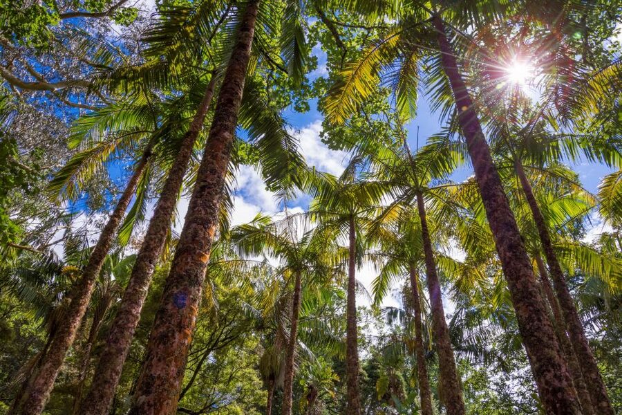 Ponta Delgada: Full-Day Van Tour to Furnas Valley - Terra Nostra Botanical Garden plus a thermal soak plan