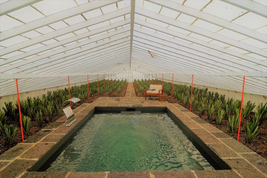 Ponta Delgada: Greenhouse Hot Tube with Pineapple Tour - The 3 pm hot pool: 36°C water and cascate in a pineapple greenhouse