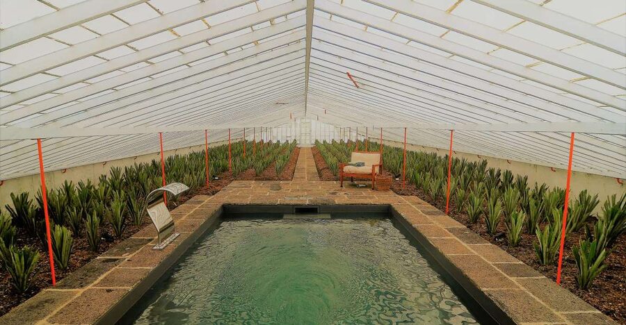 Ponta Delgada: Greenhouse Hot Tube with Pineapple Tour - What the pineapple touches add up to: taste, juices, and the story behind the fruit