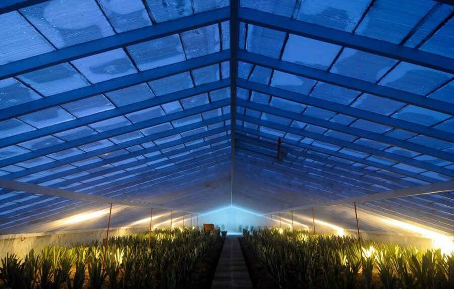 Ponta Delgada: Greenhouse Hot Tube with Pineapple Tour - Price and value at $41 per person: what you’re actually paying for