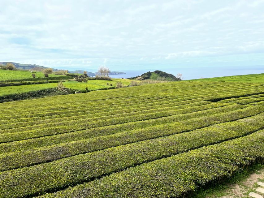 Privat van tour Furnas valley, Gorreana tea – islands gems - Terra Nostra Park: thermal minerals, swimming time, and long pauses