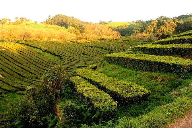 Private Full-Day 4x4 Tour to Furnas Volcano - Lagoa das Furnas: fumaroles and the cozido cooking story