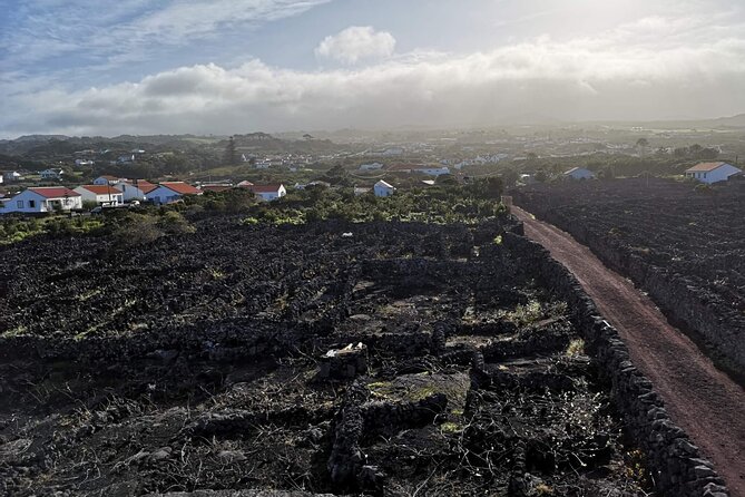 Private full day visit to Pico, a first impression - From Faial to Pico: A Day Trip That Uses the Triangle Ferries