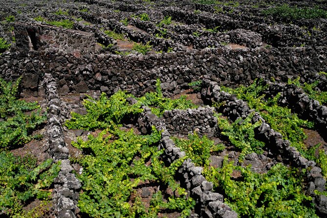 Private Pico Wine Tour (Half Day) - Stop 3: Lajido de Santa Luzia, a North Coast village with vineyard ties