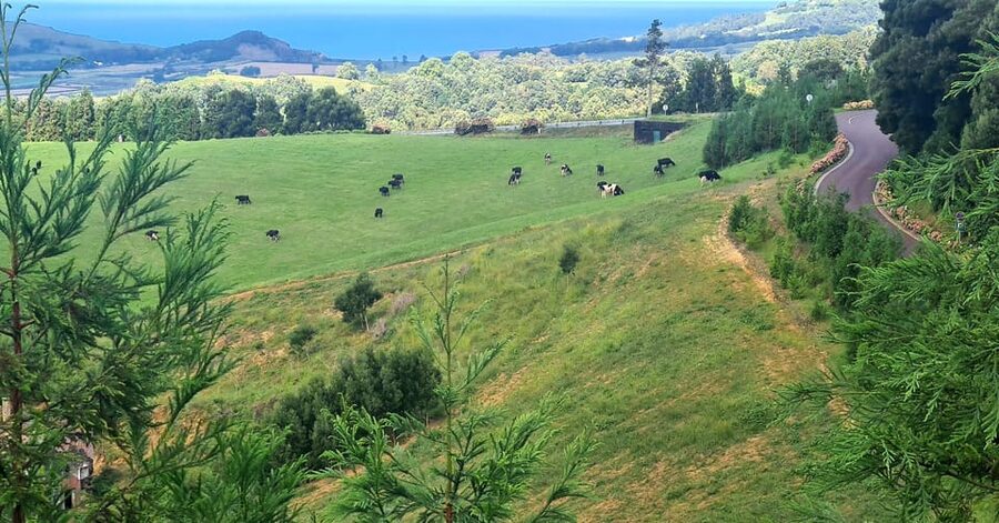 Private Tour Full Day Sete Cidades and Lagoa do Fogo - A Arruda pineapple plantation: how the island grows a sweet export