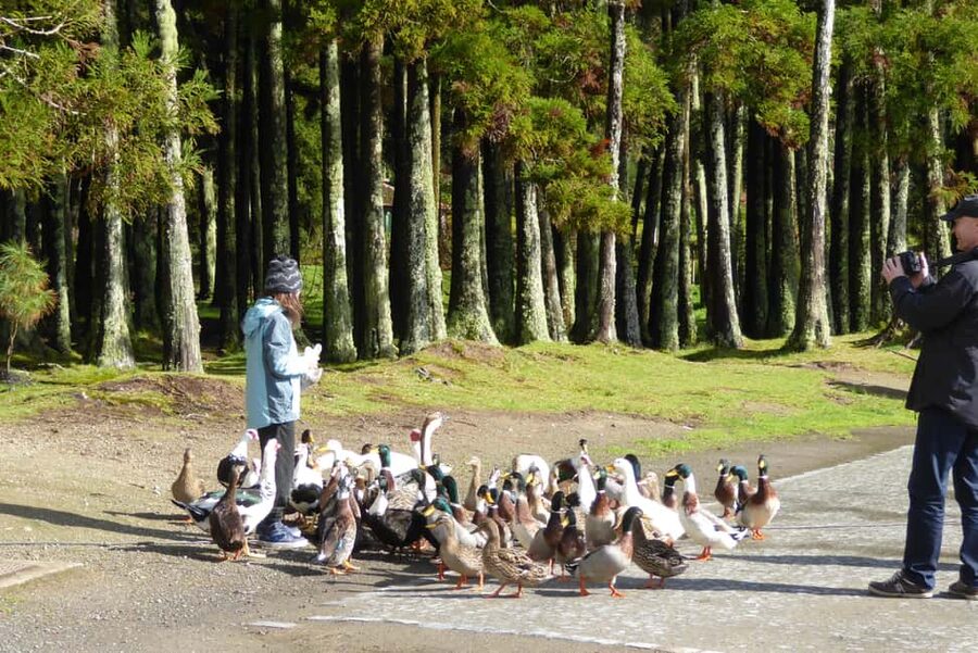 Private Tour Furnas: Furnas Lake Hike & Terra Nostra Park - Mata-Jardim José do Canto: botanical beauty plus a waterfall and gothic chapel mood