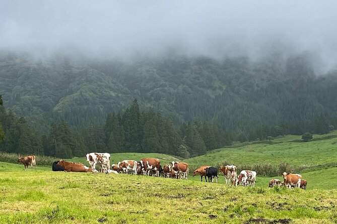 Private Van Tour Half Day Volcanic Lake Sete Cidades - Miradouro da Ponta do Escalvado, sea cliffs and landmark spotting