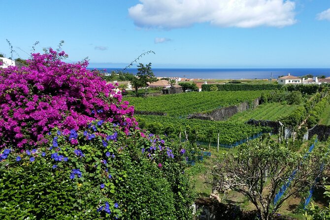 Private Wine Tour and Sete Cidades Lakes - How the private wine and Sete Cidades day actually runs