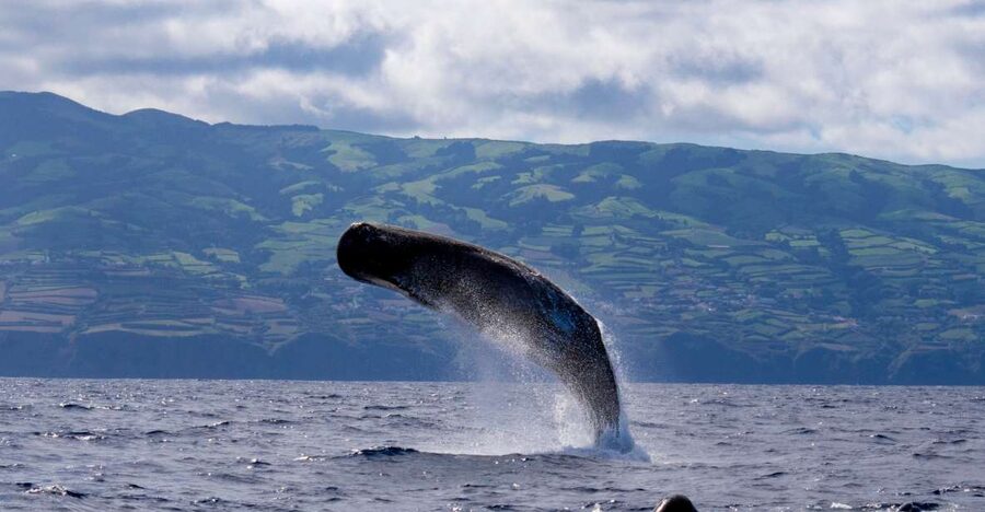 Rabo de Peixe: Sperm Whale Sanctuary Expedition - Key Things To Know Before You Go
