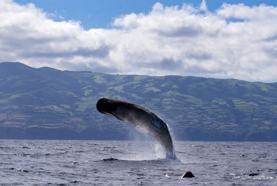 Rabo de Peixe: Sperm Whale Sanctuary Expedition - Starting at Clube Naval Rabo Peixe: the briefing that sets the tone