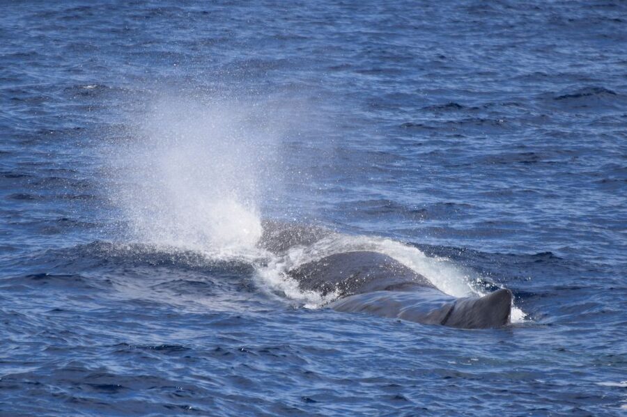 Rabo de Peixe: Sperm Whale Sanctuary Expedition - What you might see beyond sperm whales