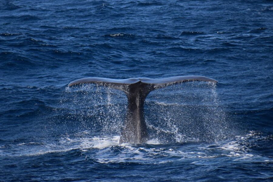 Rabo de Peixe: Sperm Whale Sanctuary Expedition - The boat experience: timing, comfort, and what to pack