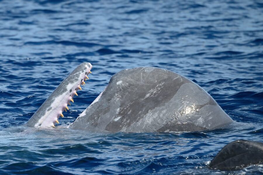 Rabo de Peixe: Sperm Whale Sanctuary Expedition - Price and value: what $82 buys you in real terms