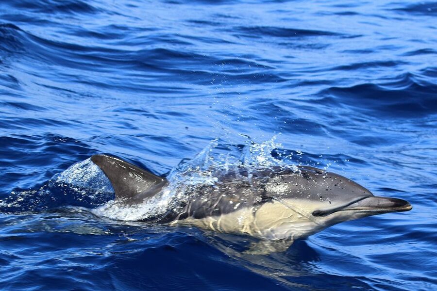 Rabo de Peixe: Sperm Whale Sanctuary Expedition - Should you book this sperm whale expedition?