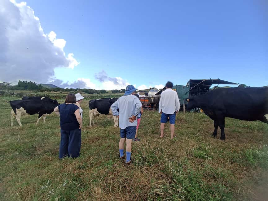 Sao Jorge Cheese Tour - Half day - Key Highlights You Will Actually Care About
