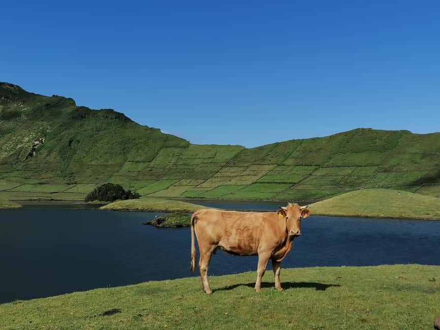 Sao Jorge Cheese Tour - Half day - Stop One: A Family Farm Where Cows Are Hand-Milked
