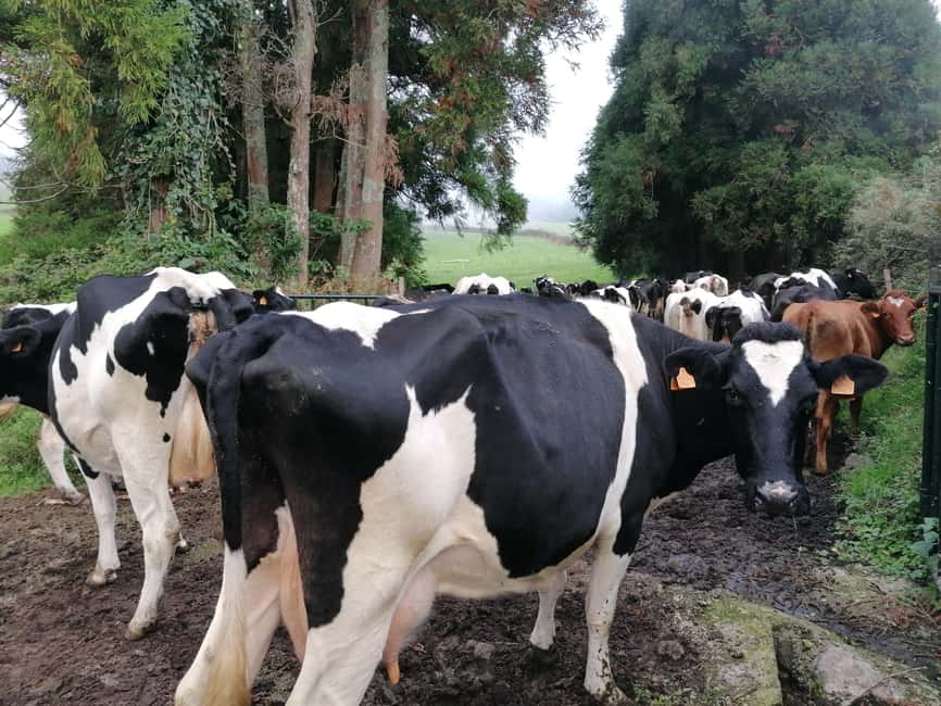 Sao Jorge Cheese Tour - Half day - Getting Picked Up in Velas or Calheta, Then Getting Moving