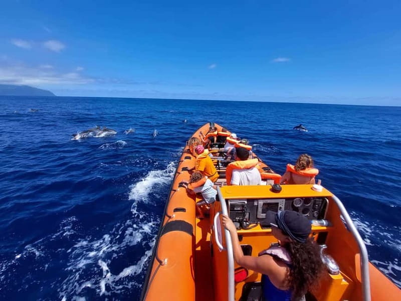 São Miguel, Azores: Whale and Dolphin Watching Tour - Key things to know before you go