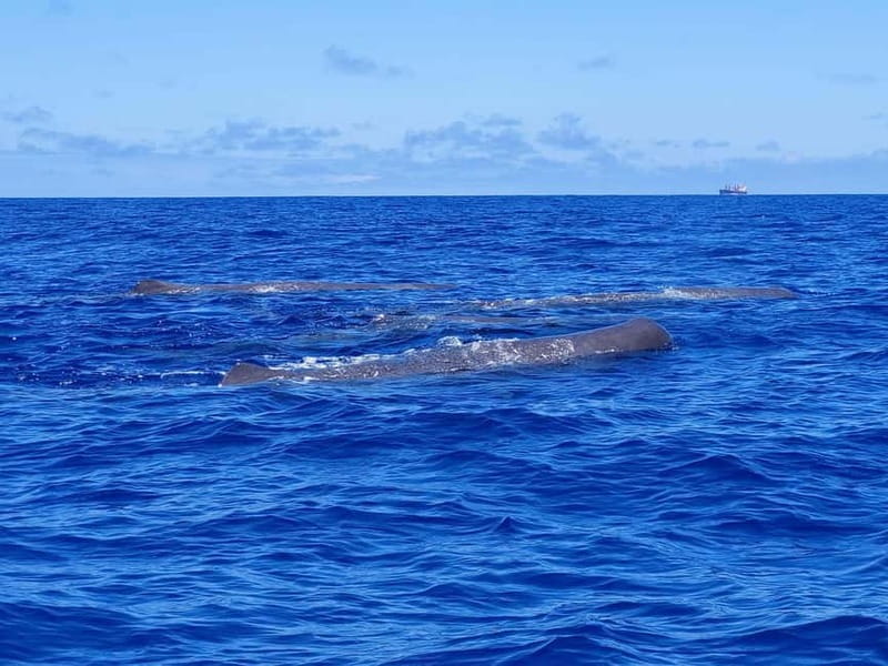 São Miguel, Azores: Whale and Dolphin Watching Tour - São Miguel whale and dolphin watching: what makes it worth your time