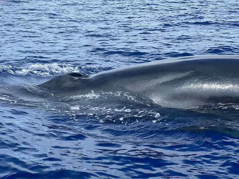 São Miguel, Azores: Whale and Dolphin Watching Tour - What marine life you might actually spot in the Azores
