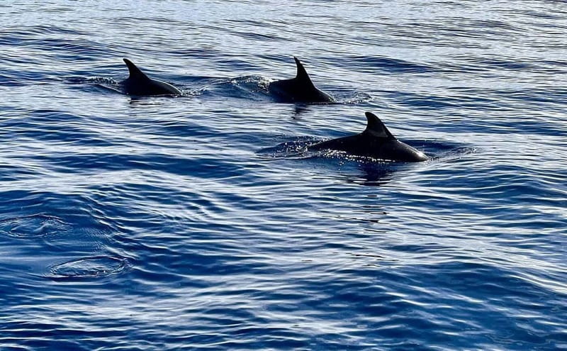 São Miguel, Azores: Whale and Dolphin Watching Tour - Choosing RIB/zodiac vs catamaran on OceanEye Azores