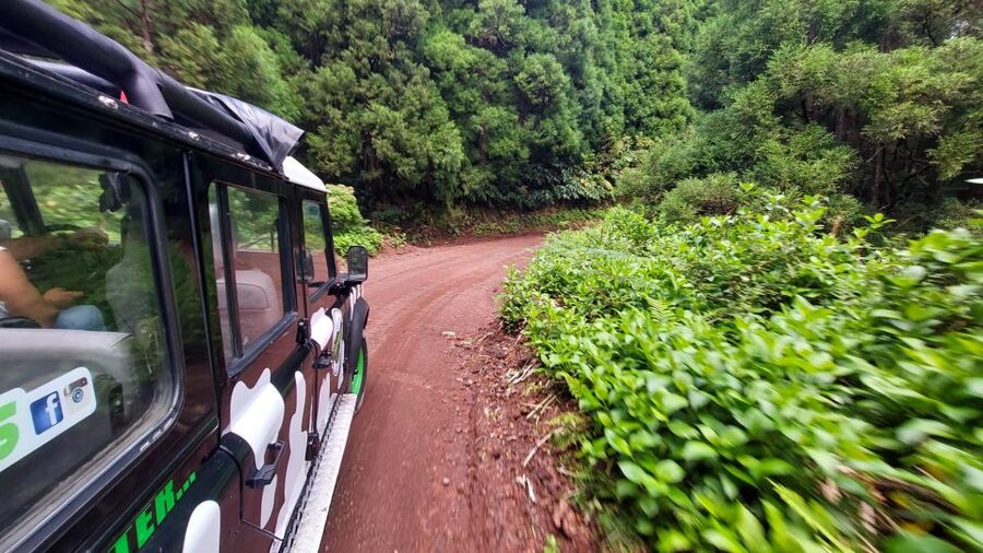 São Miguel Island: Full Day Furnas and Furnas Lake Tour - Gorreana Tea Factory and the Azores tea story