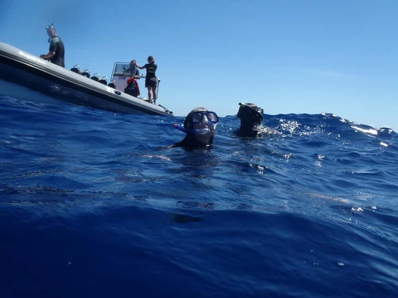 São Miguel: Swim with Wild Dolphins in the Open Ocean - Key things to know before you go