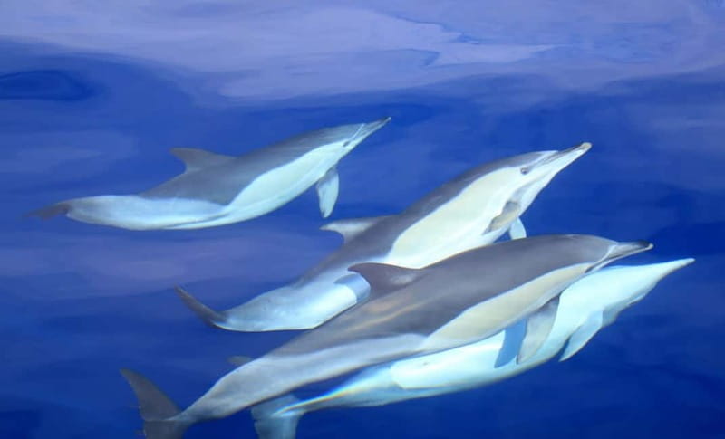 São Miguel: Swim with Wild Dolphins in the Open Ocean - Wild dolphins in open ocean, not a backyard show