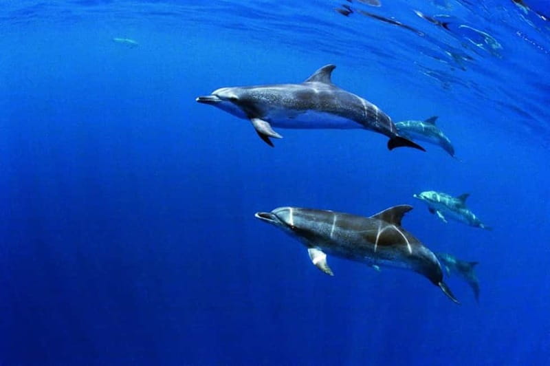 São Miguel: Swim with Wild Dolphins in the Open Ocean - RIB boat ride from Ponta Delgada, what the sea feels like