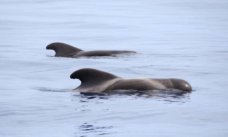 São Miguel: Swim with Wild Dolphins in the Open Ocean - More than dolphins: whales, turtles, and surprise sightings