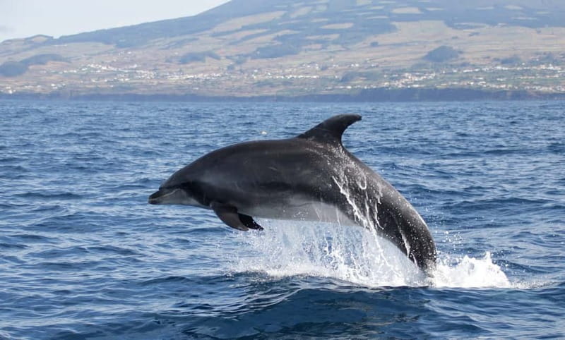 São Miguel: Swim with Wild Dolphins in the Open Ocean - What to pack for an Azores dolphin swim in 2.5 hours
