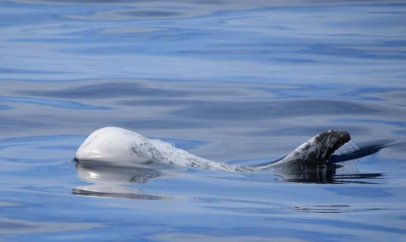 São Miguel: Swim with Wild Dolphins in the Open Ocean - Fitness and safety rules you should not ignore