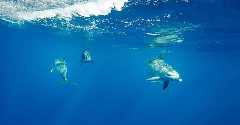 São Miguel: Swim with Wild Dolphins in the Open Ocean - Starting at Marina Pêro de Teive and that quick safety briefing