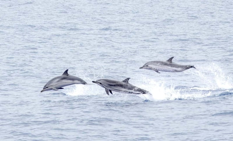 São Miguel: Whale-Watching Cruise with Marine Biologist - My Booking Checklist Before You Set Foot on Deck