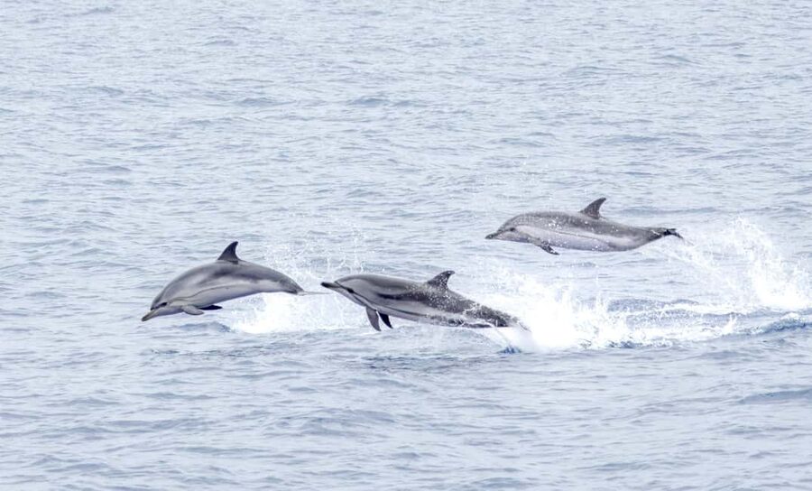 São Miguel: Whale-Watching Cruise with Marine Biologist - Whale Watching Around São Miguel: What 2.5 Hours Feels Like