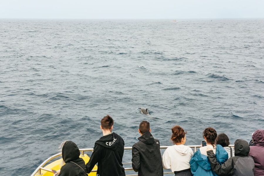São Miguel: Whale-Watching Cruise with Marine Biologist - The Boat Ride: Catamaran vs Speedboat, and Why Comfort Matters