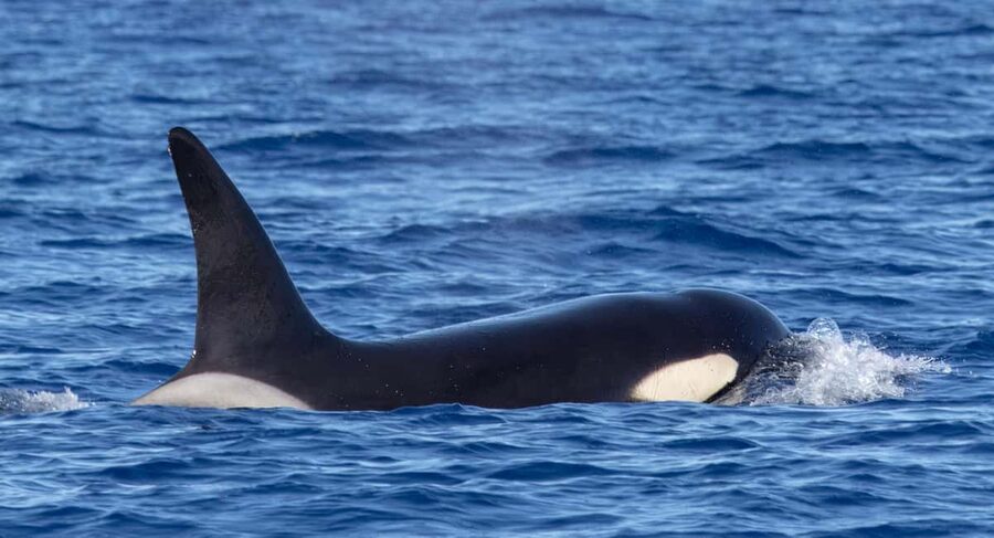 São Miguel: Whale-Watching Cruise with Marine Biologist - Geological Coastline Views on the Way Back
