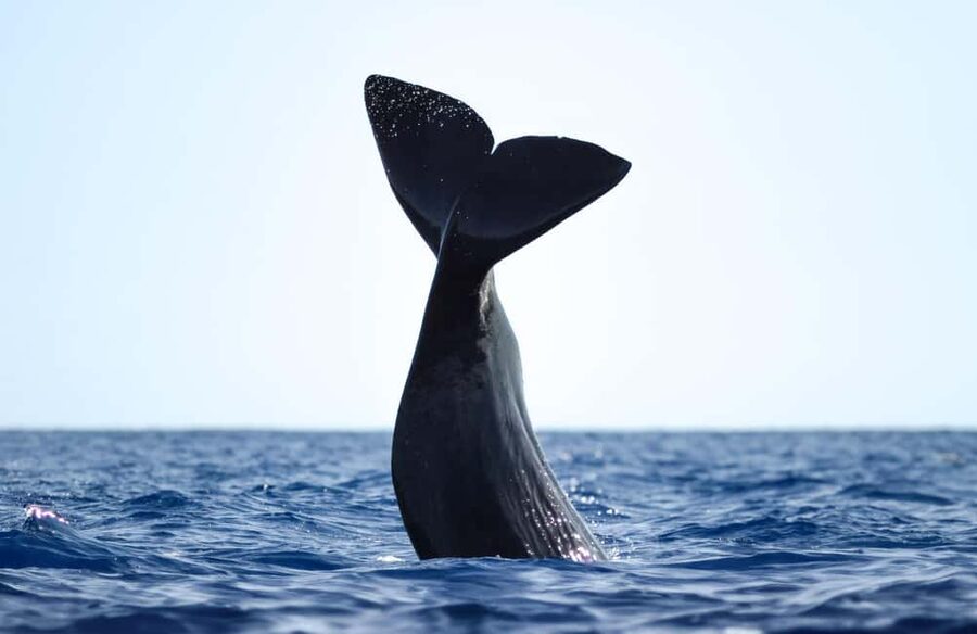 São Miguel: Whale-Watching Cruise with Marine Biologist - How the Crew Finds Whales Without Rushing Them