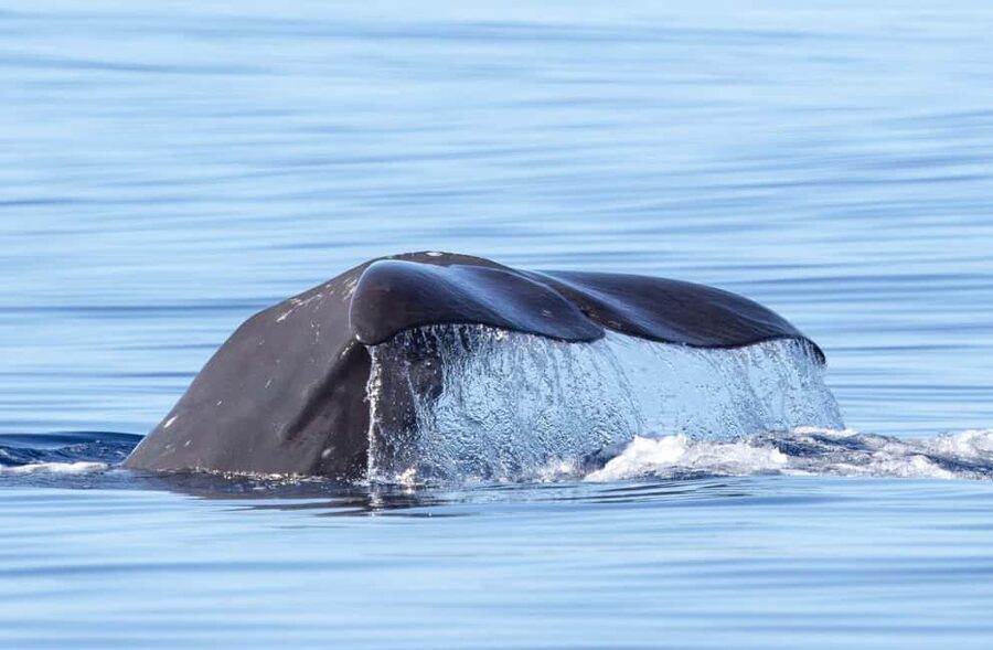 São Miguel: Whale Watching & Wild Dolphins Swimming Full-day - Key things to know before you go
